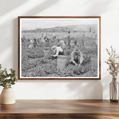 Pea Pickers Working in Canyon County Idaho 1941