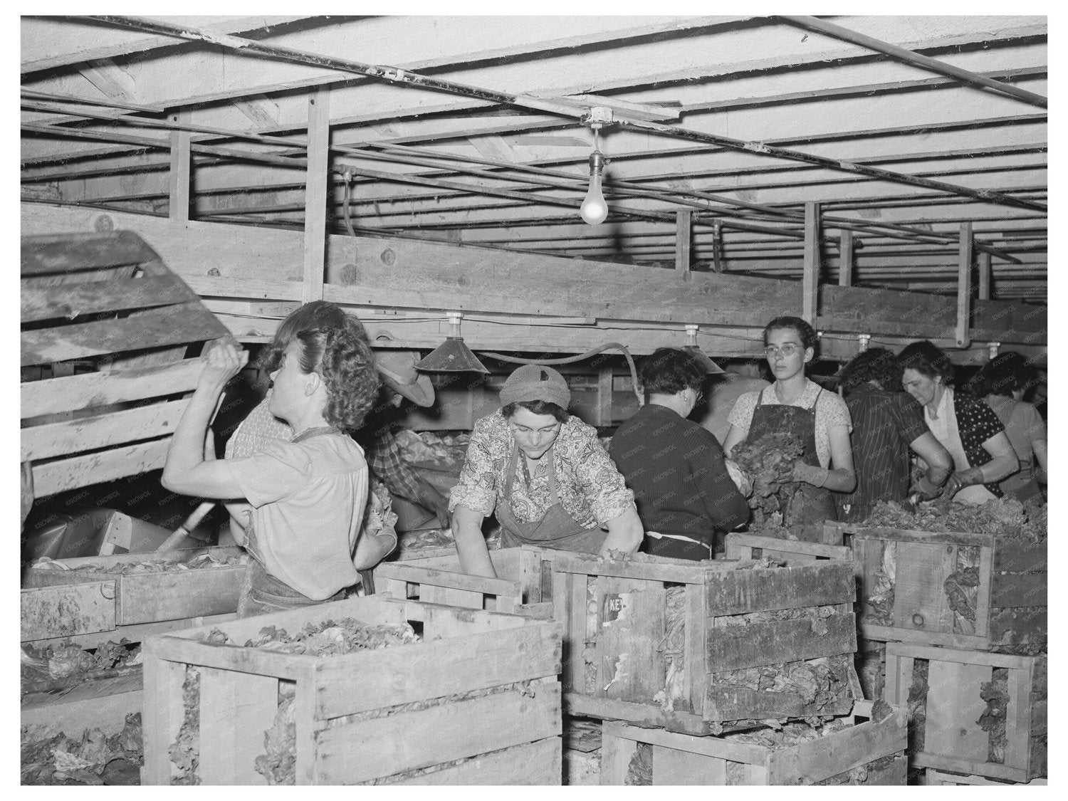 Cleaning and Packing Lettuce in Idaho 1941
