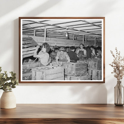 Cleaning and Packing Lettuce in Idaho 1941