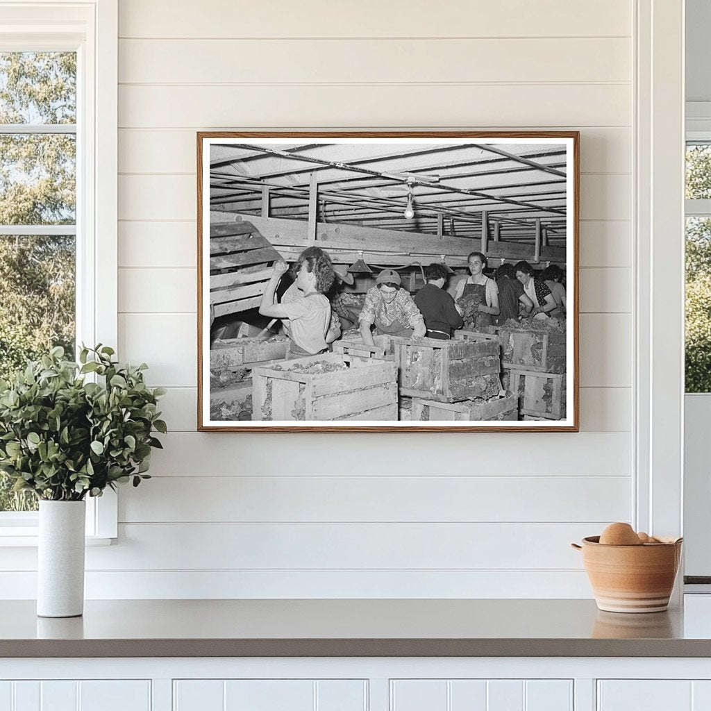 Cleaning and Packing Lettuce in Idaho 1941