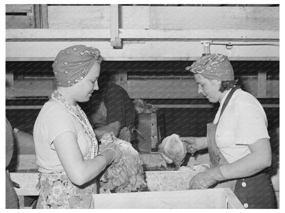 1941 Packing Lettuce for Shipment in Canyon County Idaho