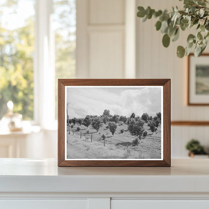 Orchard in Canyon County Idaho June 1941 Historical Photo