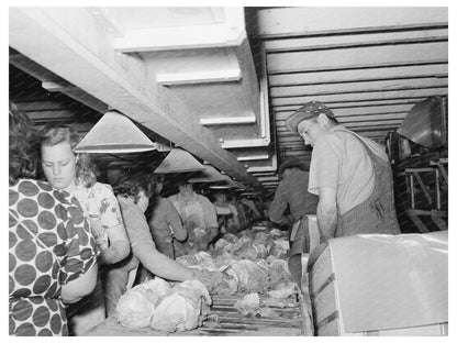 Grading and Packing Lettuce in Canyon County Idaho 1941