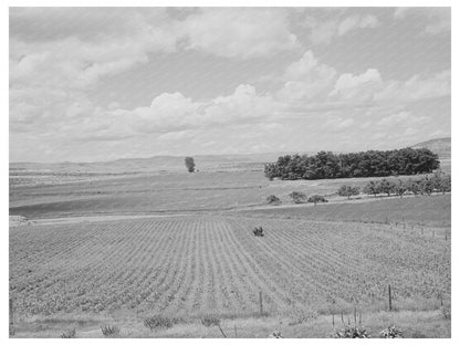 Corn Field in Canyon County Idaho June 1941