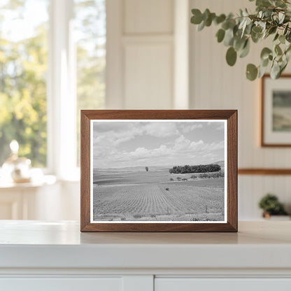 Corn Field in Canyon County Idaho June 1941