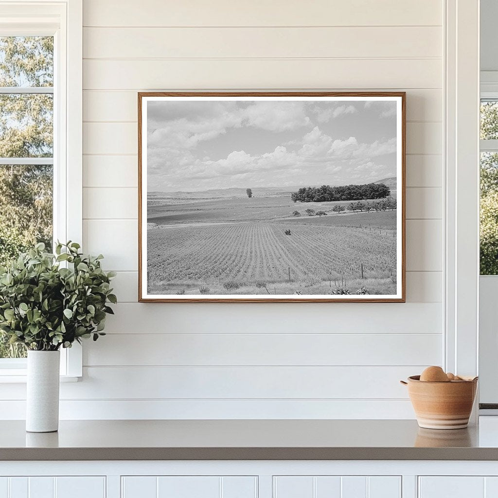 Corn Field in Canyon County Idaho June 1941
