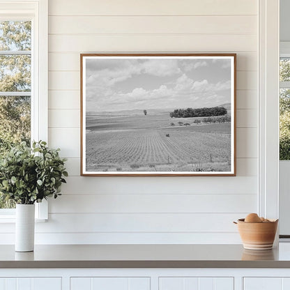 Corn Field in Canyon County Idaho June 1941