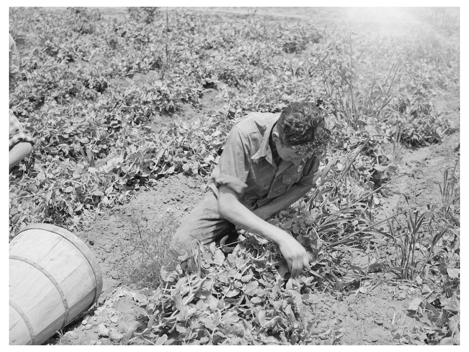 Pea Picking in Canyon County Idaho June 1941
