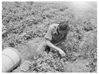 Pea Picking in Canyon County Idaho June 1941