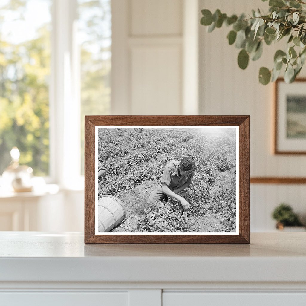 Pea Picking in Canyon County Idaho June 1941