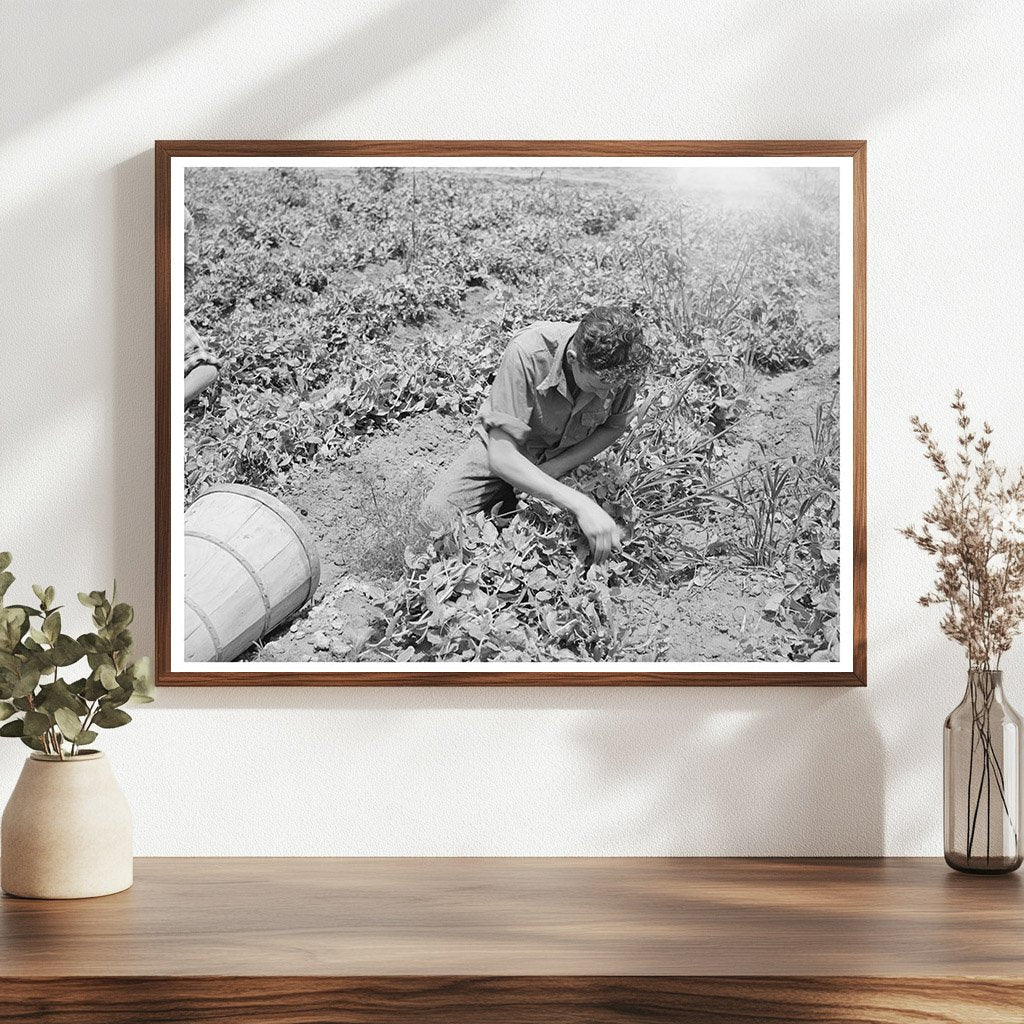 Pea Picking in Canyon County Idaho June 1941