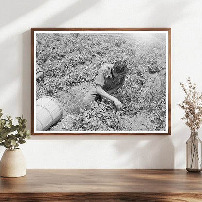 Pea Picking in Canyon County Idaho June 1941