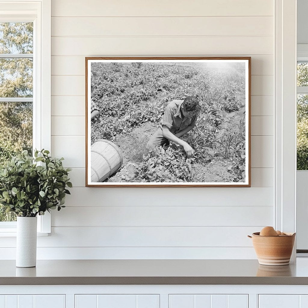 Pea Picking in Canyon County Idaho June 1941