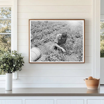 Pea Picking in Canyon County Idaho June 1941