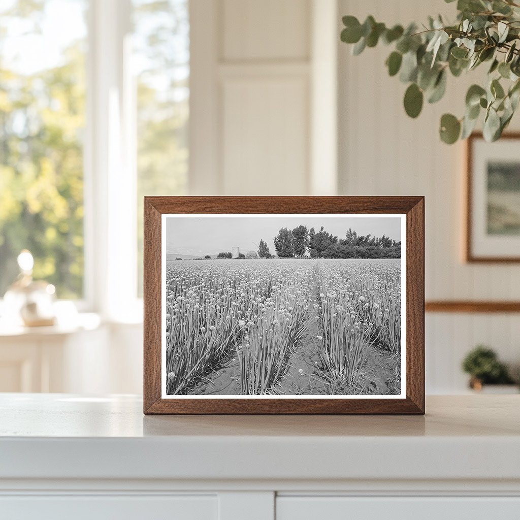 Onions for Seed in Canyon County Idaho June 1941