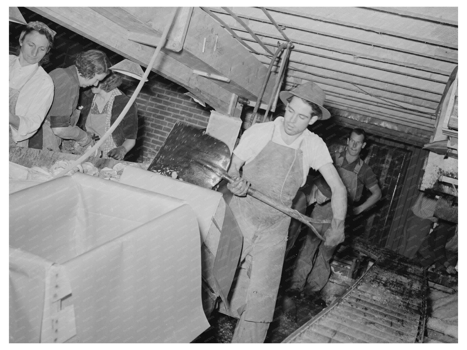 Icing Lettuce Crates for Shipment in Idaho June 1941