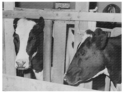 Caldwell Idaho Dairy Farming Cows June 1941