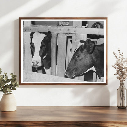 Caldwell Idaho Dairy Farming Cows June 1941