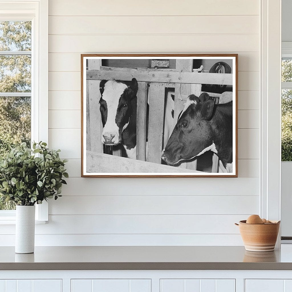 Caldwell Idaho Dairy Farming Cows June 1941