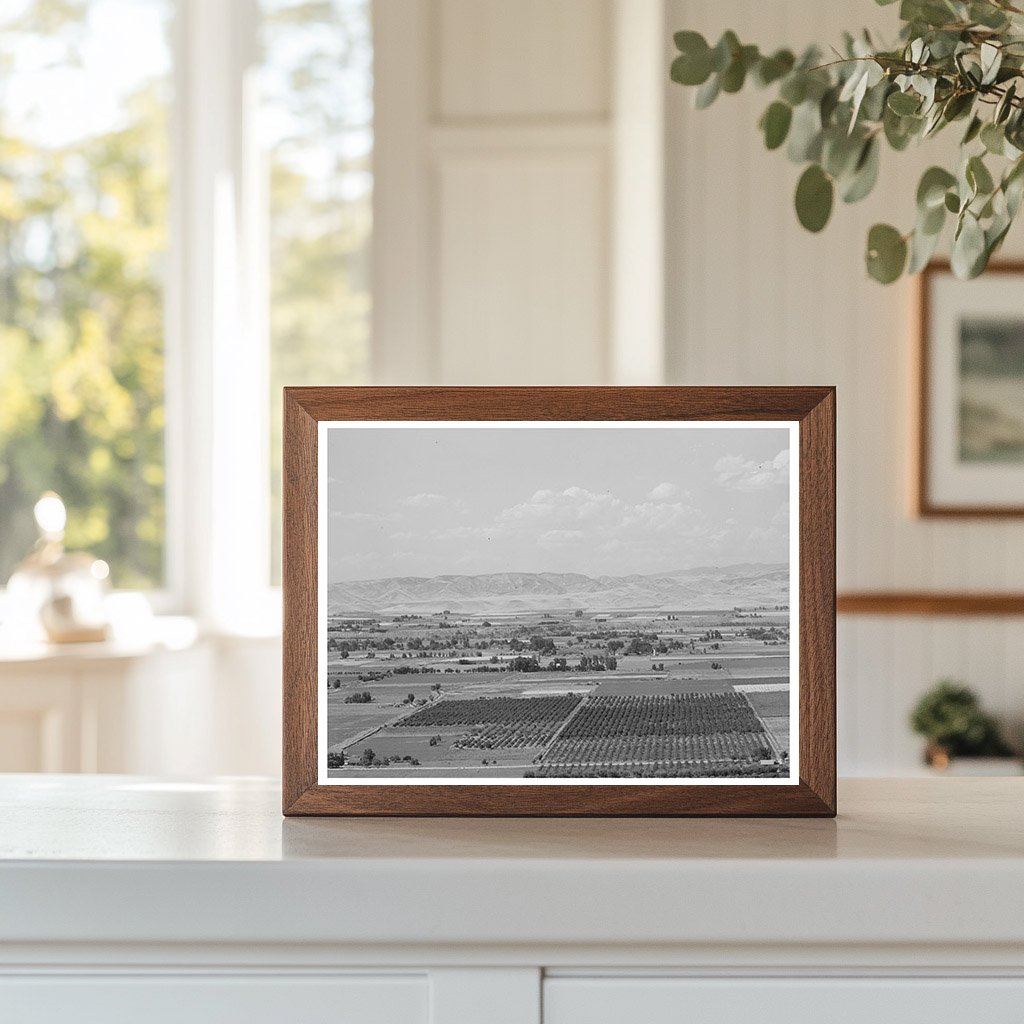 Cherry Orchards in Emmett Idaho June 1941