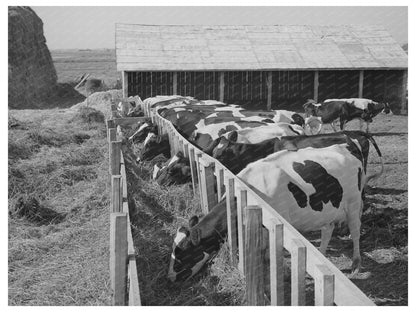 Cows on Caldwell Farm Idaho June 1941