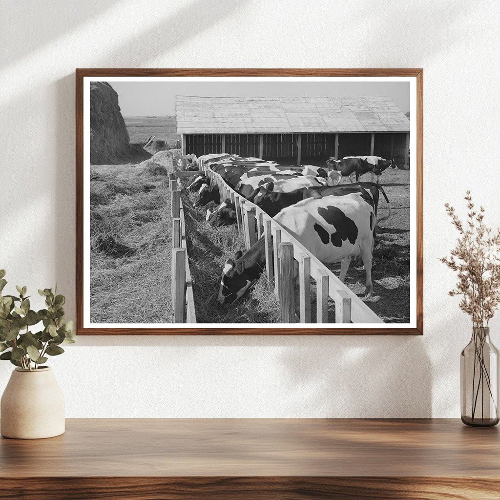Cows on Caldwell Farm Idaho June 1941