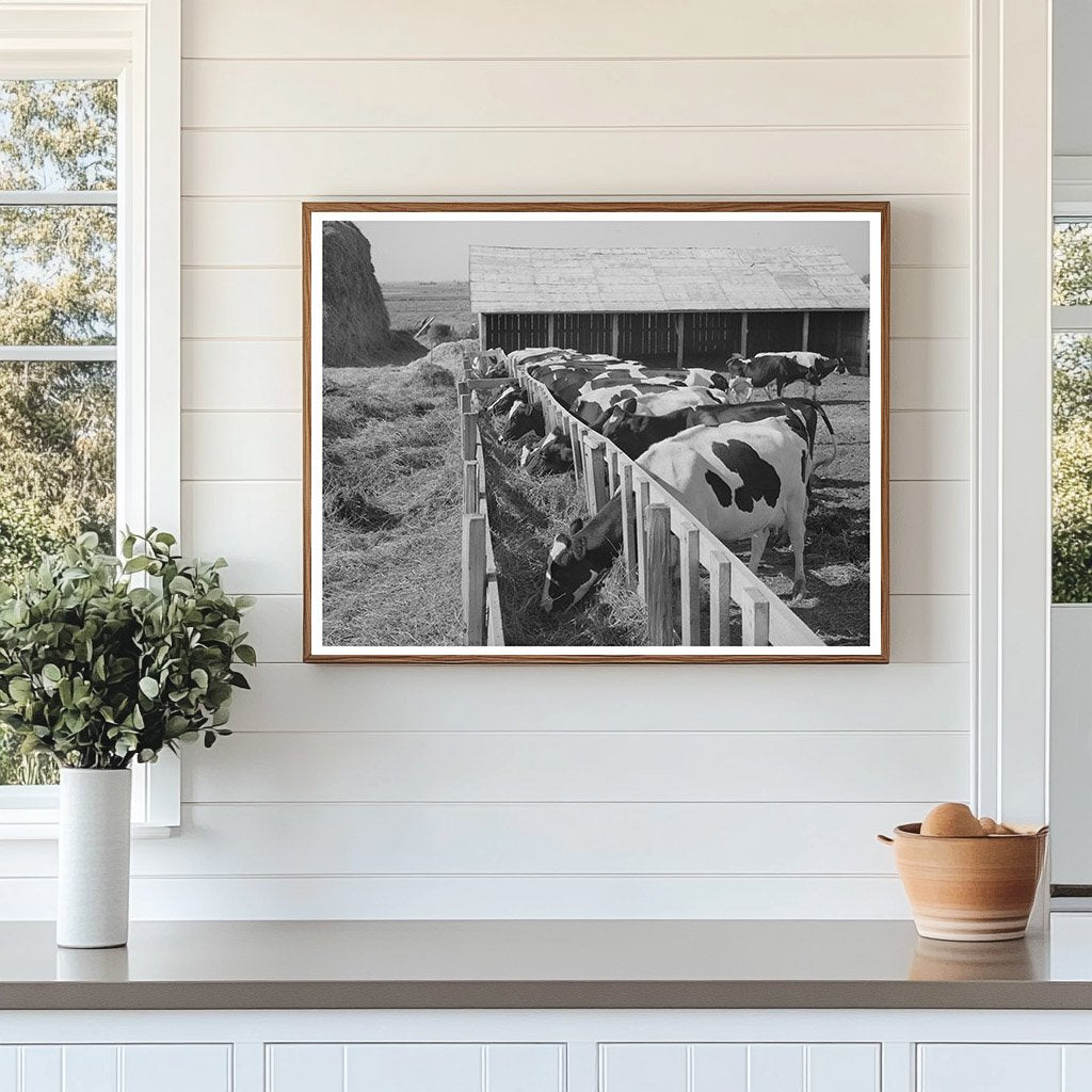 Cows on Caldwell Farm Idaho June 1941