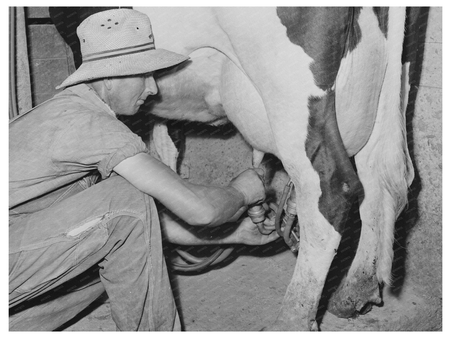 Electric Milker on Dairy Cow Caldwell Idaho June 1941