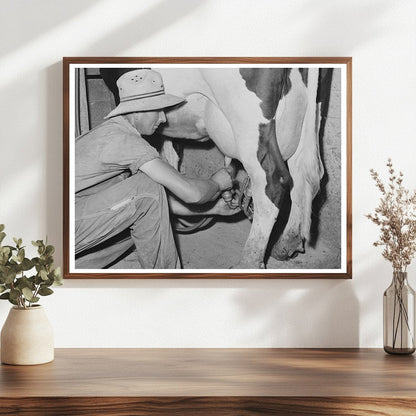 Electric Milker on Dairy Cow Caldwell Idaho June 1941