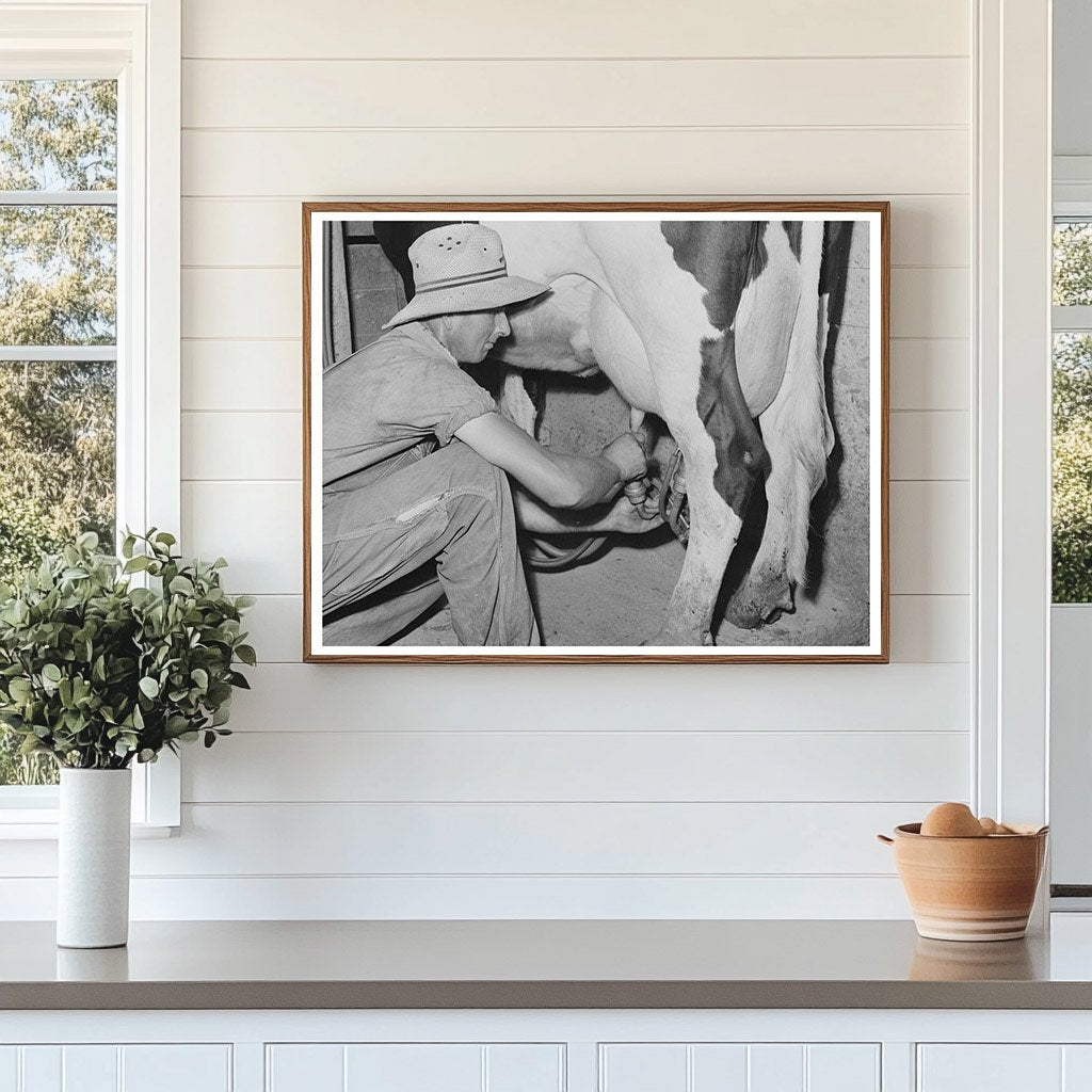 Electric Milker on Dairy Cow Caldwell Idaho June 1941