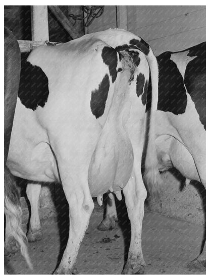 Cows at Dairymens Cooperative Creamery Caldwell Idaho 1941