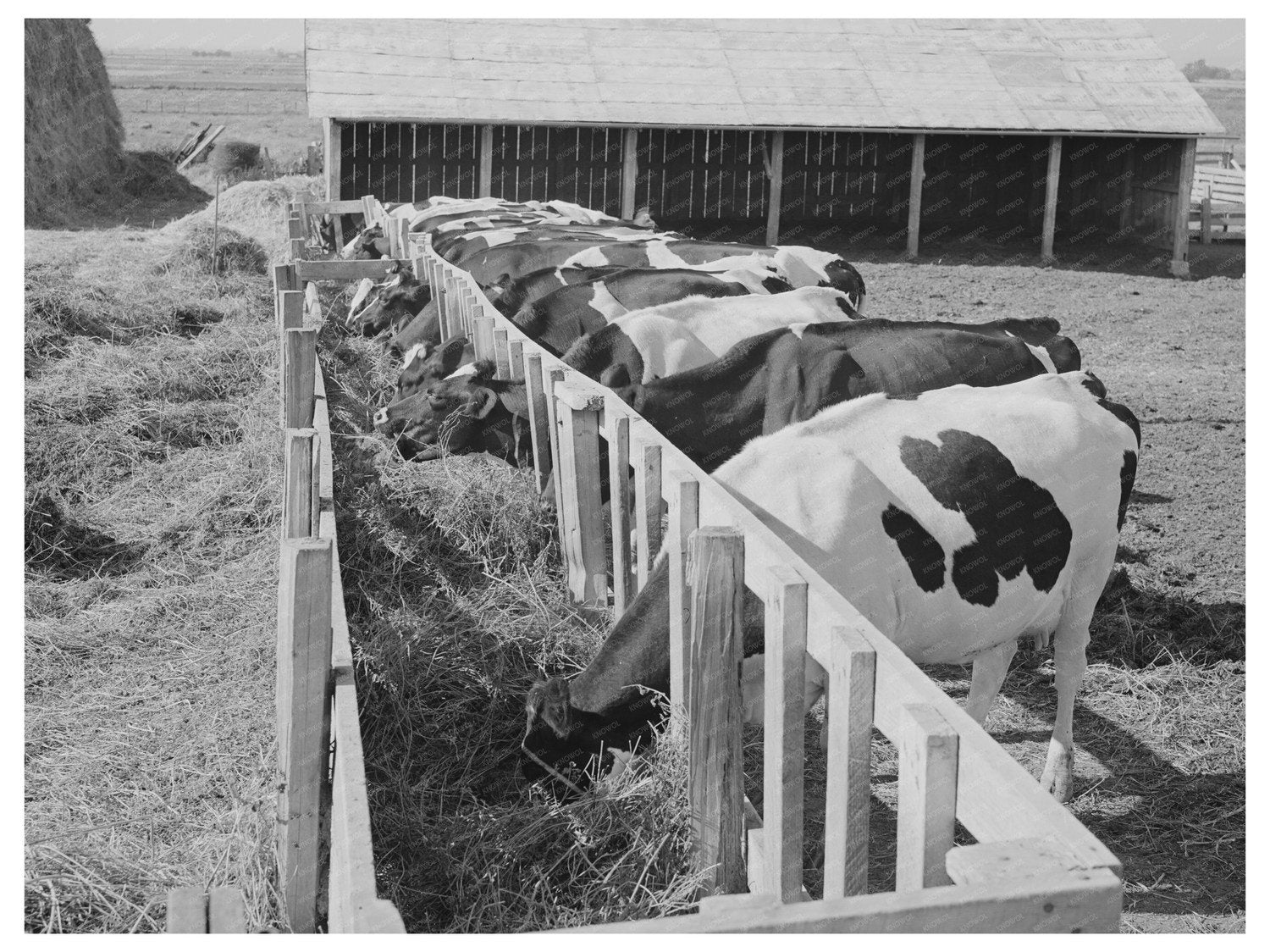 1941 Farm Scene in Caldwell Idaho with Dairymen Cows