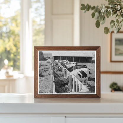 1941 Farm Scene in Caldwell Idaho with Dairymen Cows