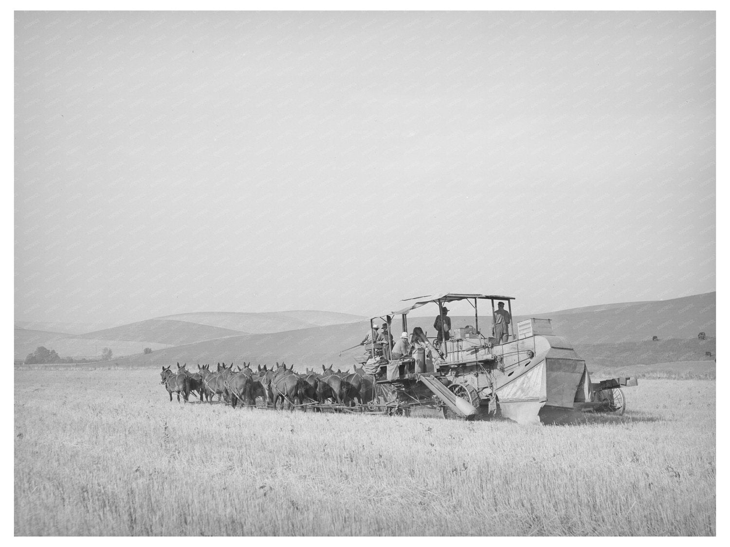 Twenty-Mule Team Wheat Harvesting Walla Walla 1941