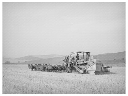 Twenty-Mule Team Wheat Harvesting Walla Walla 1941