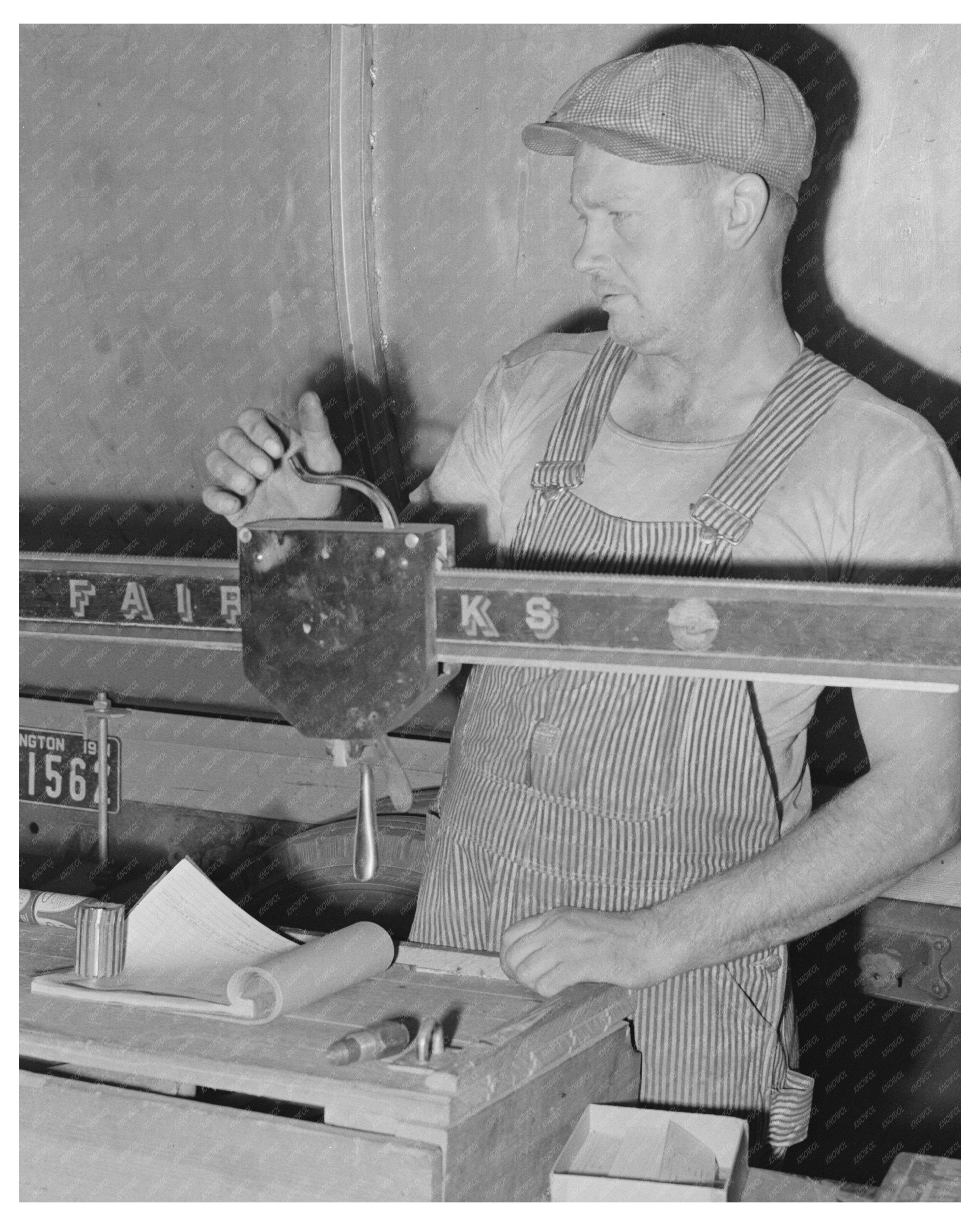 Weighing Truckload of Wheat in Eureka Washington 1941