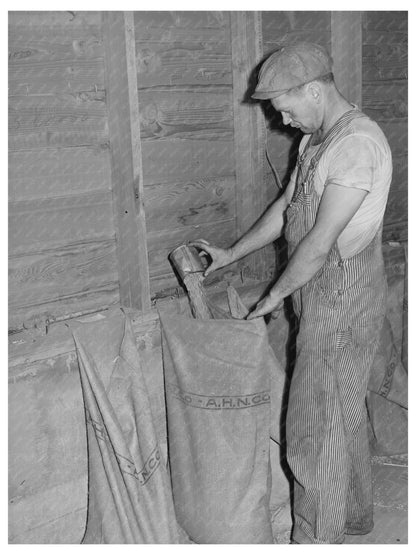 Wheat Sample Sacking by Elevator Attendant July 1941