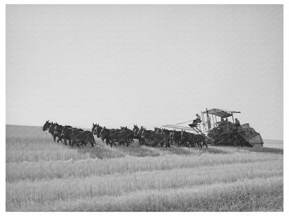 1941 Mule Team Pulling Harvester in Walla Walla Wheat Fields