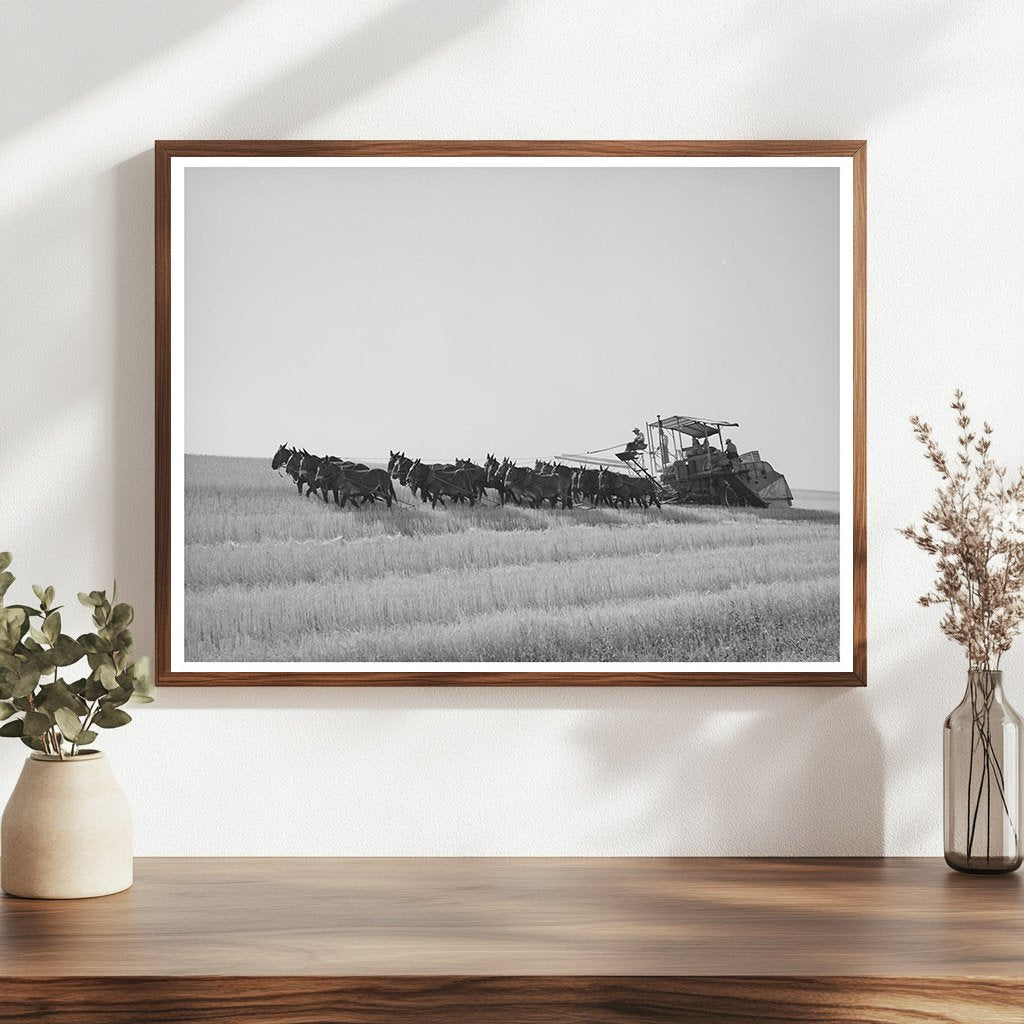 1941 Mule Team Pulling Harvester in Walla Walla Wheat Fields