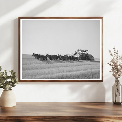 1941 Mule Team Pulling Harvester in Walla Walla Wheat Fields