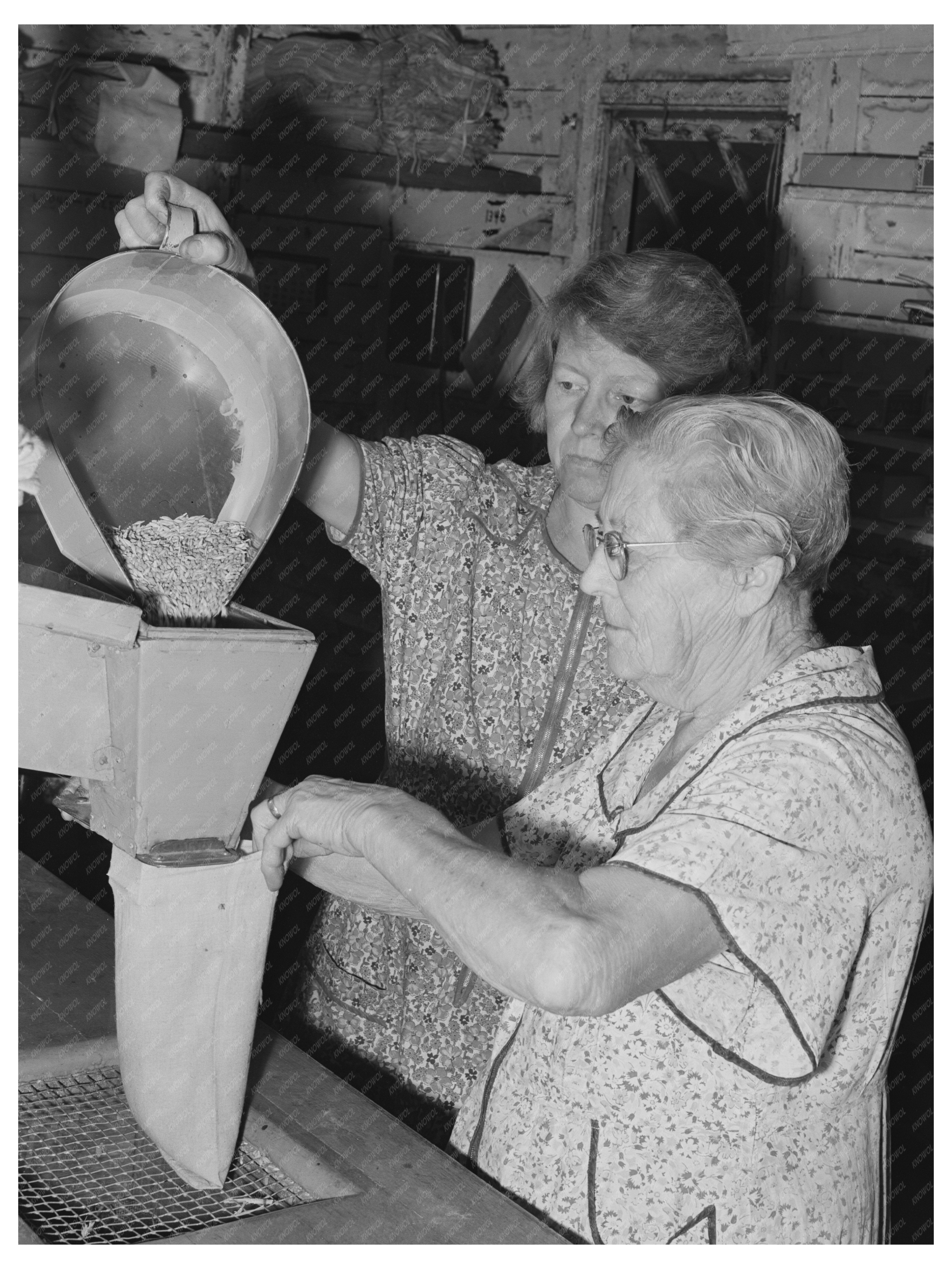 Wheat Sampling Workers in Walla Walla July 1941