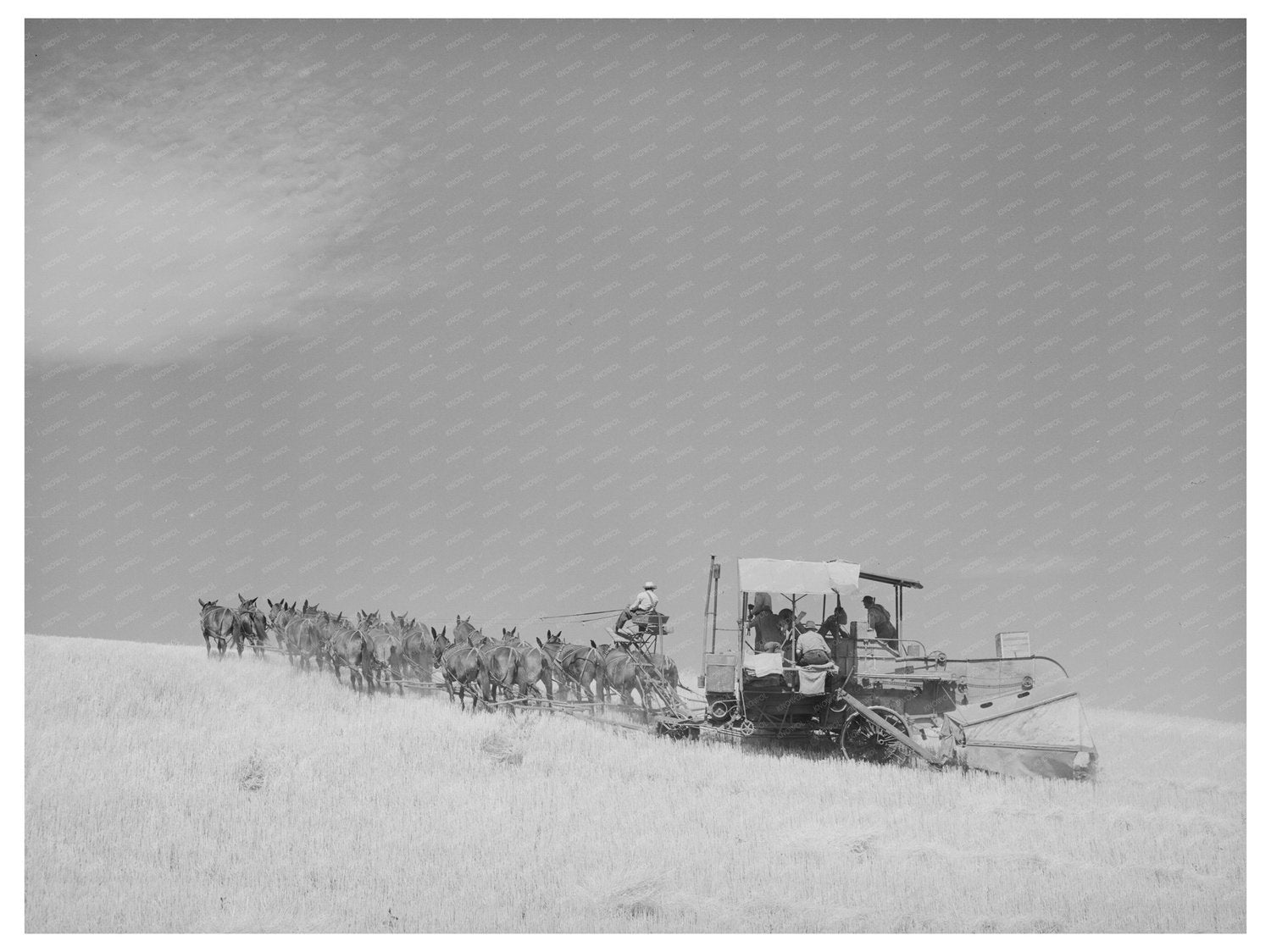 Mules-Drawn Combine in Walla Walla County 1941