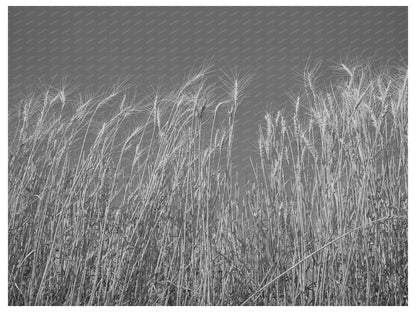 Ripe Wheat Field in Walla Walla County July 1941