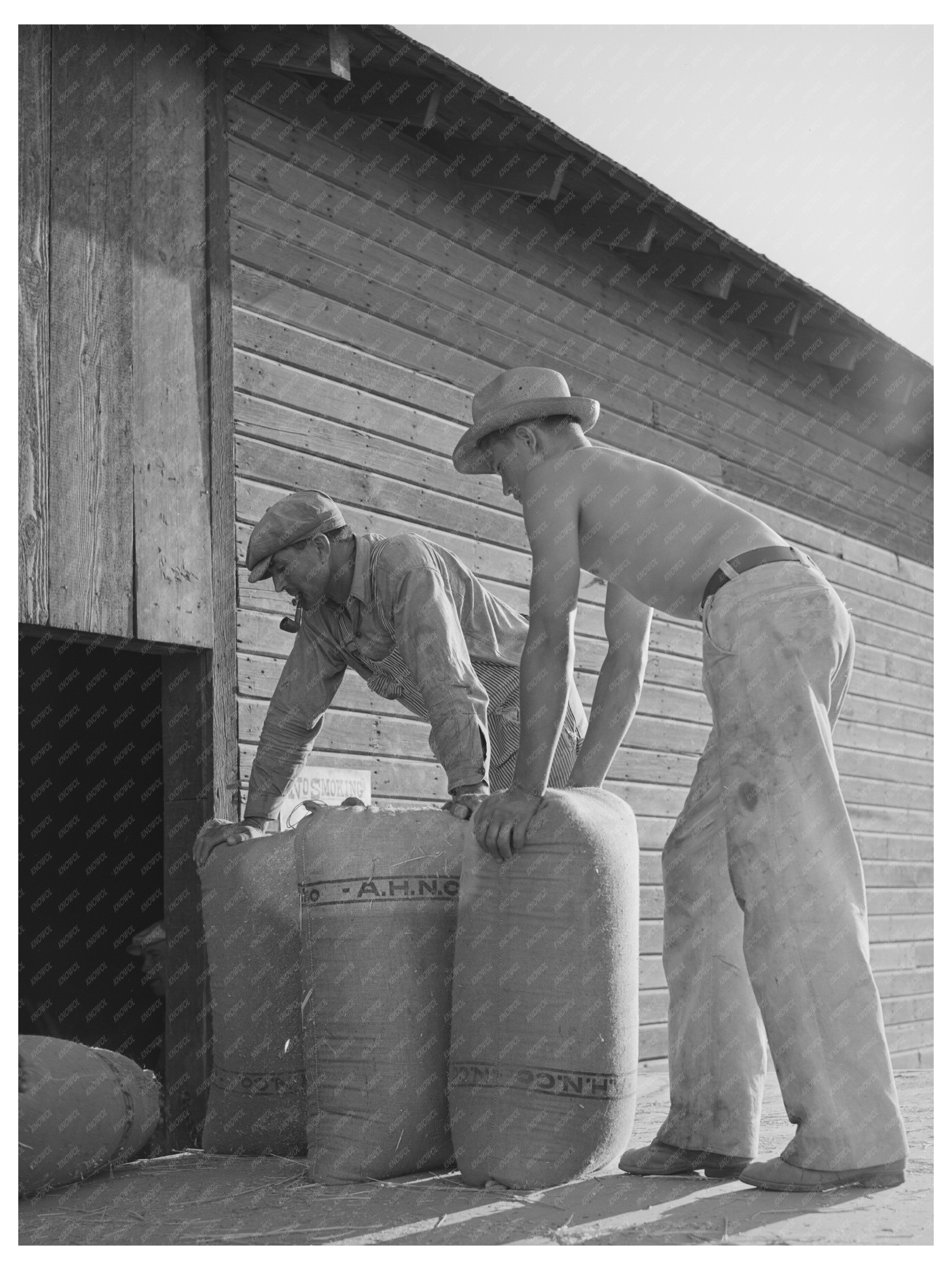 Workers Transporting Wheat in Touchet Washington 1941
