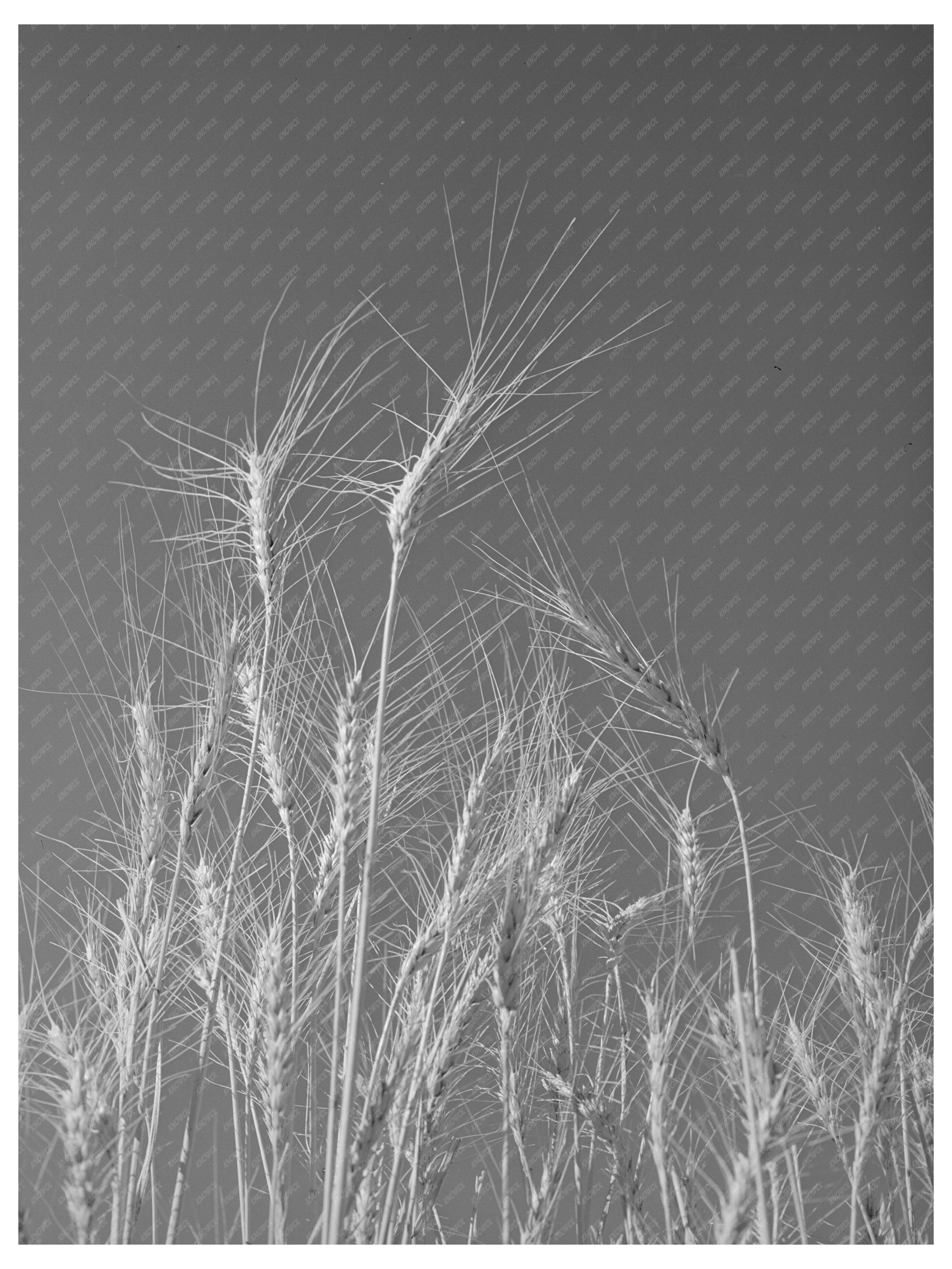 Ripe Wheat Fields Eureka Flats Walla Walla County 1941