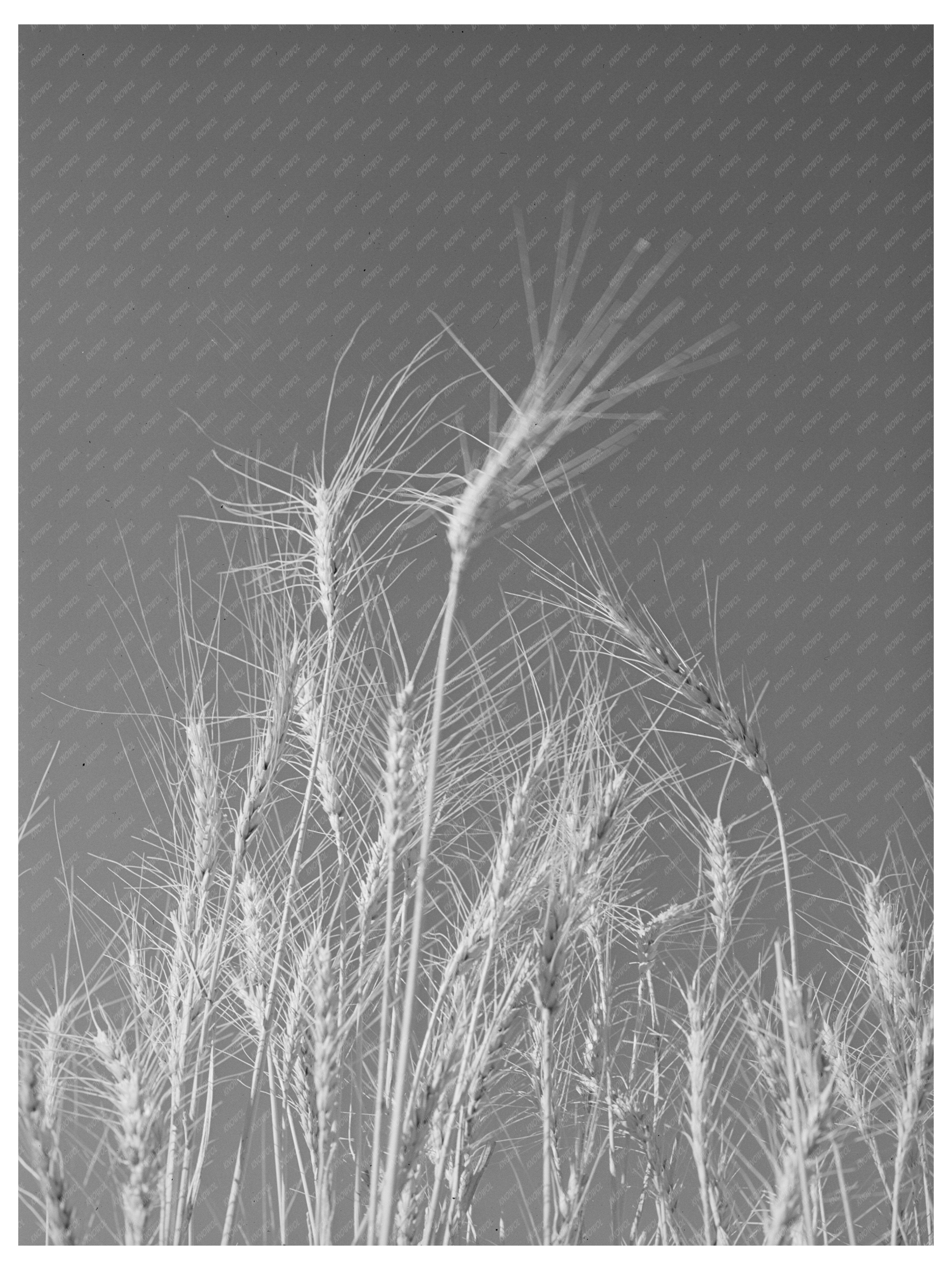 Ripe Wheat Field Eureka Flats Walla Walla County 1941