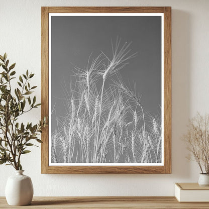 Ripe Wheat Field Eureka Flats Walla Walla County 1941