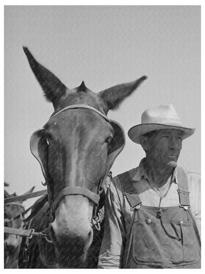 Mule Skinner with Mule in Walla Walla County 1941