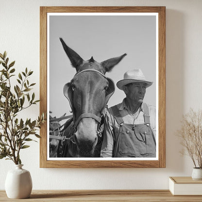 Mule Skinner with Mule in Walla Walla County 1941