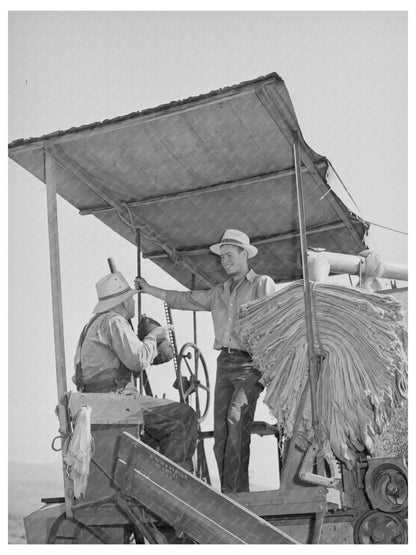 Agricultural Workers Operating Combine Harvester 1941